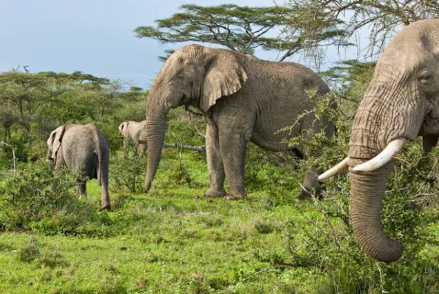 1 day Festive Wildlife Akagera National	Park Safari.